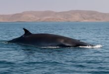صورة توضيحية حول حوت بريدي محمية جزر فرسان