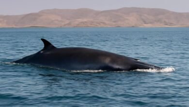 صورة توضيحية حول حوت بريدي محمية جزر فرسان