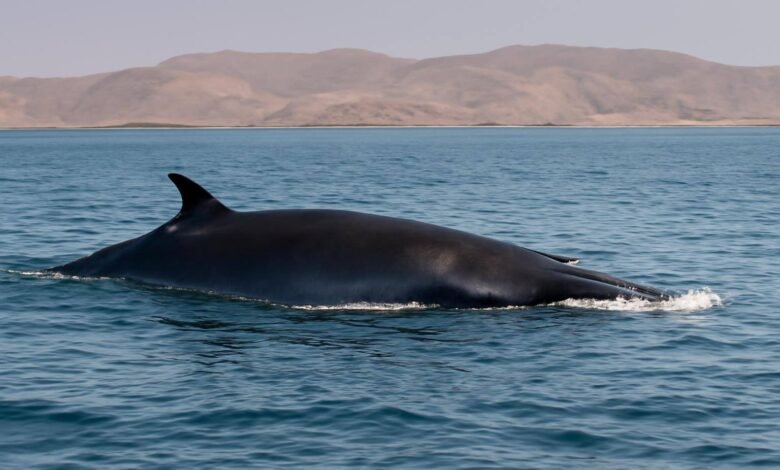 صورة توضيحية حول حوت بريدي محمية جزر فرسان